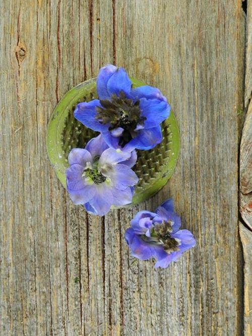 HYBRID  DARK BLUE DELPHINIUM